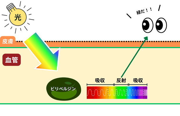 ビリベルジンが赤と青紫を吸収し、緑を反射する様子の図