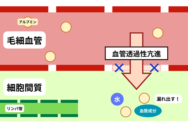 浮腫における血管透過性亢進の図